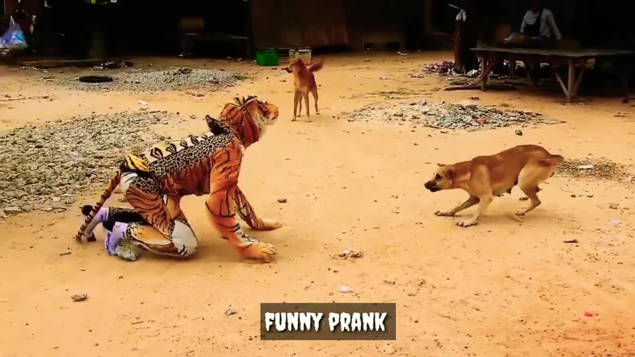 Funny animals prank