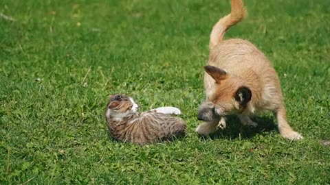 The battle of a dog and a cat stock video