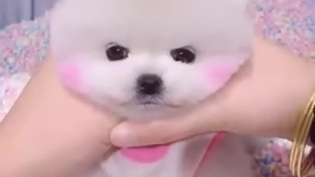 Funny and Cute Pomeranian OMG So Cute Dog Best Funny Cute Pomeranian