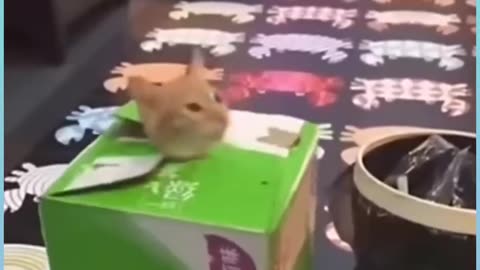 😺Cats Funny clip👻 || 🐶Cats viral shorts all in one 😵 video 💖