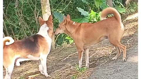 Deshi dog fanny moment #dog#dogs#fannydog#dogvedio