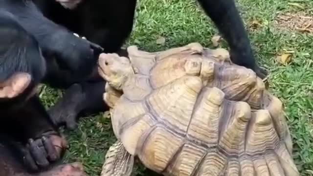 Gorilla Turtle is feeding itself