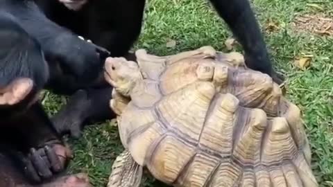 Gorilla Turtle is feeding itself