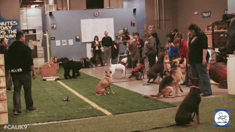 Modern Dog Training - Advanced Leadership System for Dogs - Cali_K9® in San Jose, CA