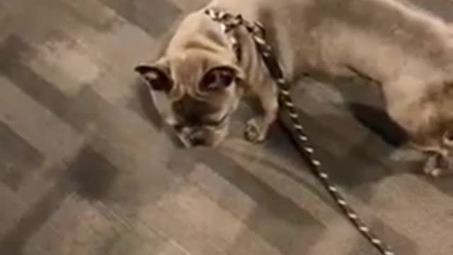 Dogs funny video very nice dog video