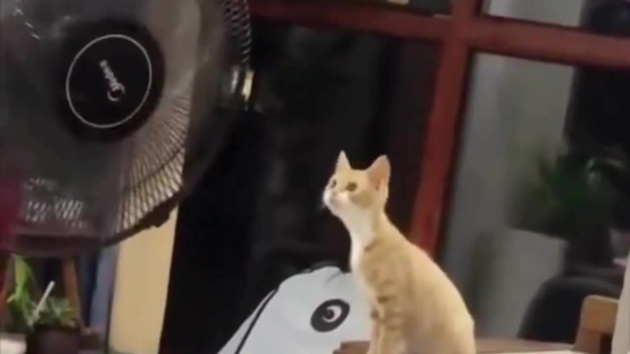 Hot Cat Summer: Seeking Cool Breezes! 🌞🐱😅🌬️🔥💦