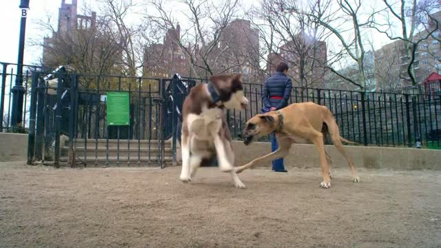 How Do Dogs Make Friends? | Pets: Wild At Heart | BBC Earth