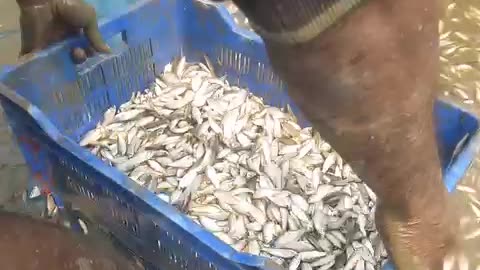 Mashallah wonderful view of fishing from the canal