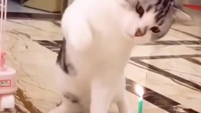 cat birthday celebration party funny pets |Funny pets compilation| Funny Animals Compilation