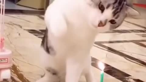 cat birthday celebration party funny pets |Funny pets compilation| Funny Animals Compilation