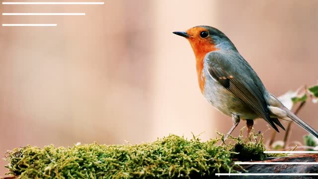 Little cute Bird Want Food - Bird on Mission.