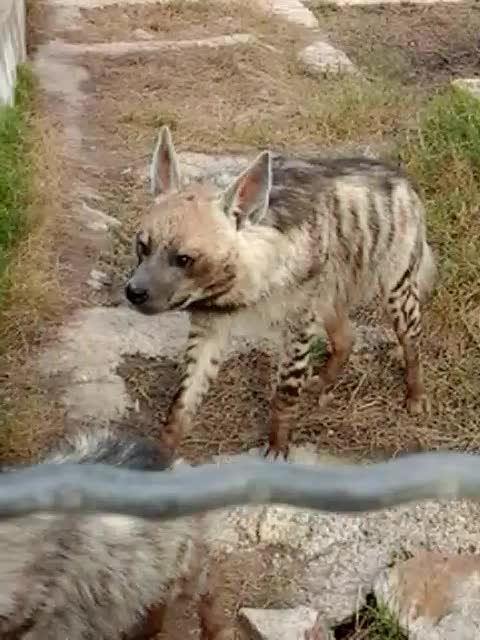 a hyena in a zoo in Algeria