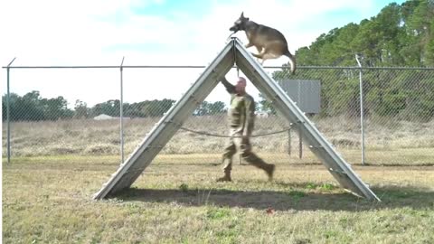 Security Forces Squadron Military working Dog Handler