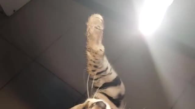 Serval cat is blinded by the light