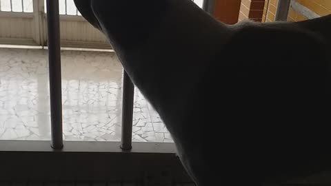 My Luck dog