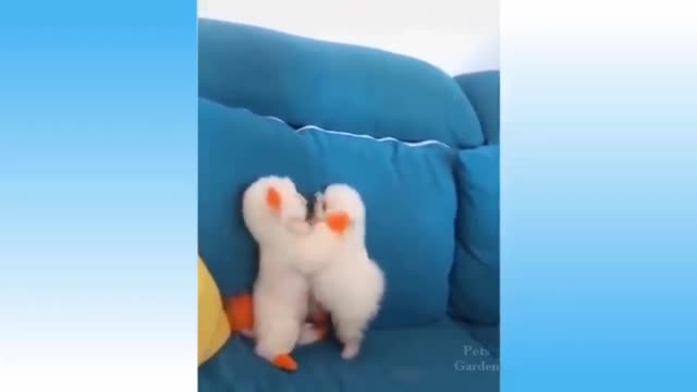 Funny cat 🐈 videos compilation