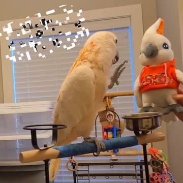 My reaction to Max's plushie. Not too sure but I wanted to touch it