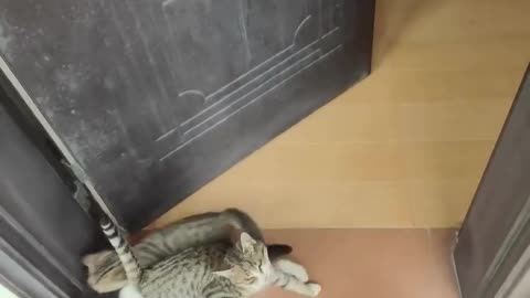 Funny video kitten