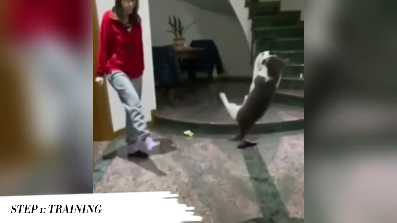 The Ultimate Kungfu Cat 🐈 Compilation | You Need to See - pet room