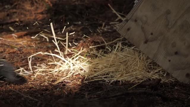 Moment Weasels Are Released Into Olympic National Park In Washington State Where They Went Extinct