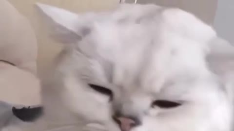 Cat enjoying with song