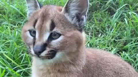 Caracal Kitten