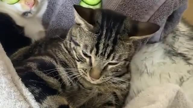 Funny and Cute Cats Videos #180