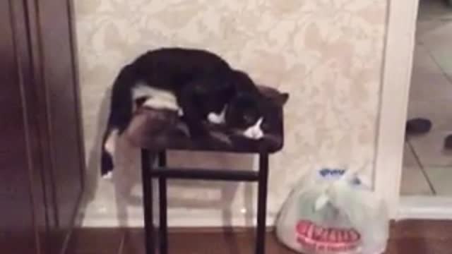 love massage, meet the cat Kuzya