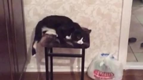 love massage, meet the cat Kuzya