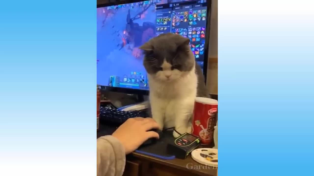 Cats playing funny game