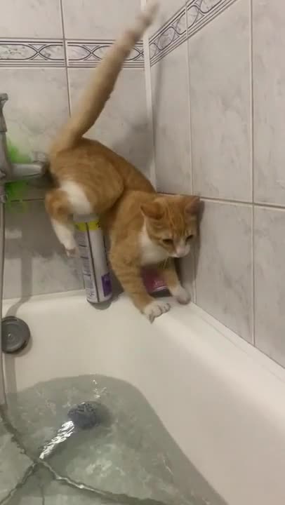 Funny animal _We keep the balance under any conditions 😂