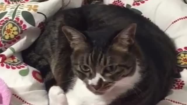 A cat that looks down on me while grooming.