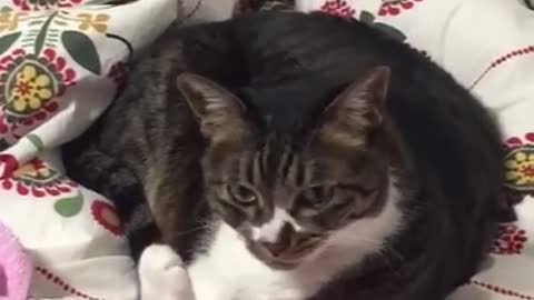 A cat that looks down on me while grooming.