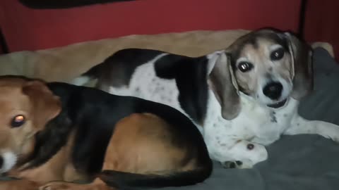 Clarabelle and Bandit