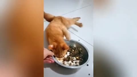 Funny cat video