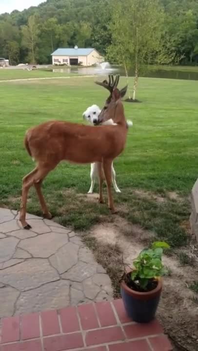 CUTE DUCKS AND DOG'S FRIENDSHIP