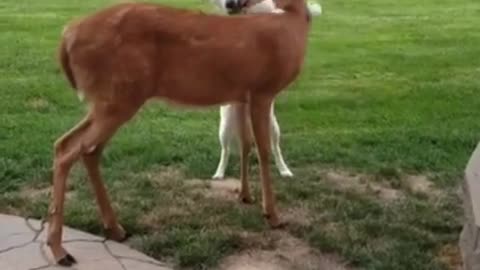 CUTE DUCKS AND DOG'S FRIENDSHIP