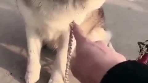 Husky is in trouble again