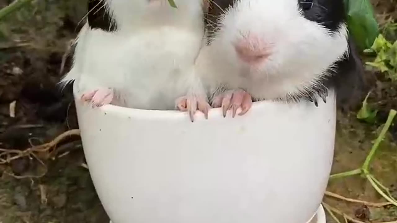 Cute Bunny Pair Eating Grass