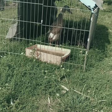 Duffy and her 10 ducklings