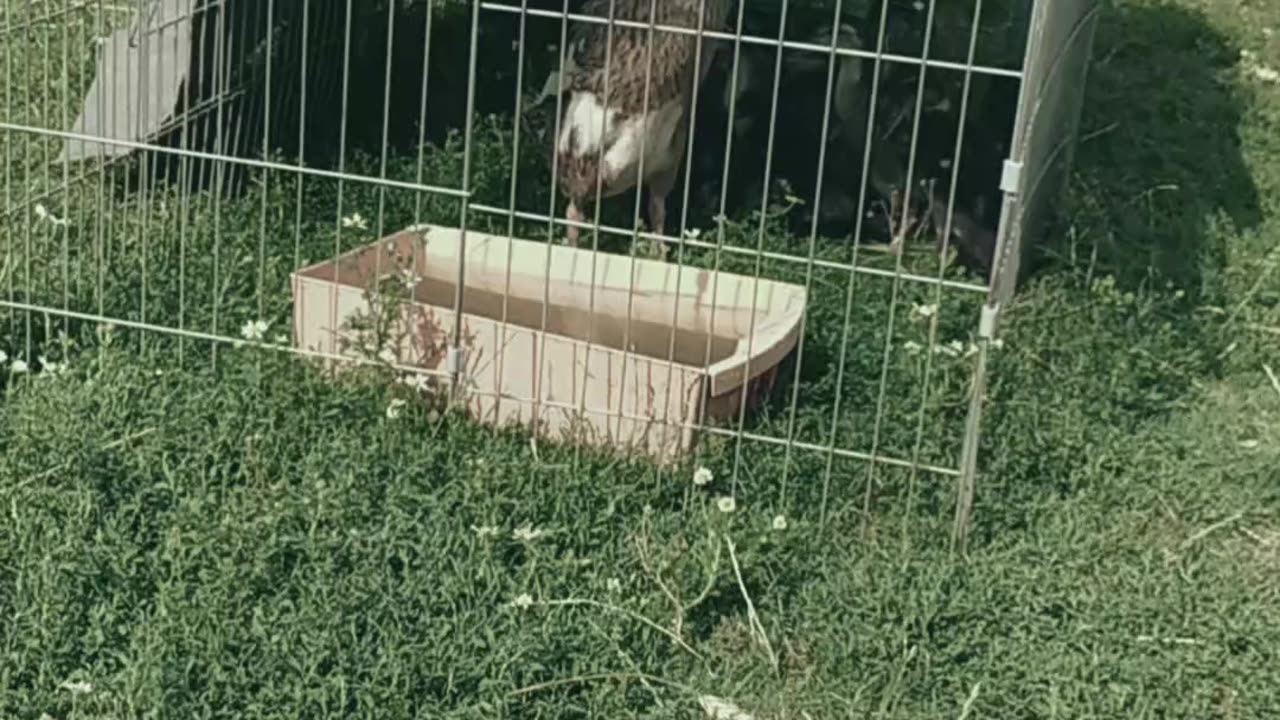 Duffy and her 10 ducklings