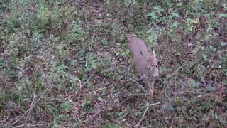 Little Doe Below My Stand Eating.