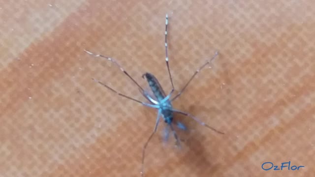 Close up view of a beautiful blue color mosquito - 8th upload attempt