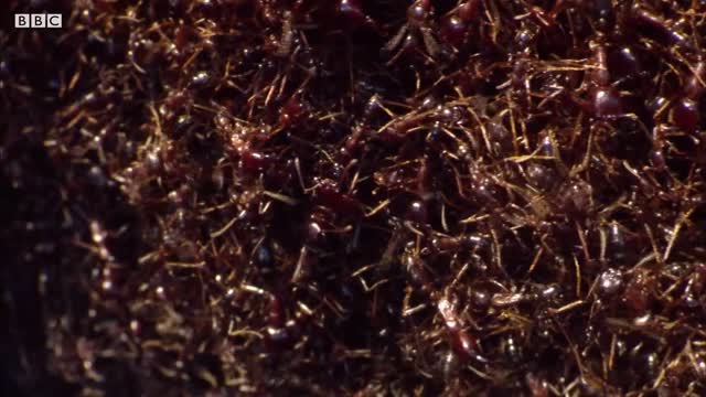 Praying Mantis Decapitated by Ant Swarm | Superswarm | BBC Earth