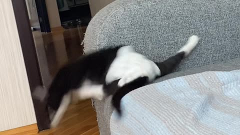 Disabled Cat Still Plays Hard