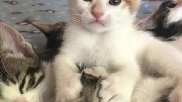 🤣 Funniest Cat 😻 - Awesome Funny Pet Animals Videos 😇 #shorts