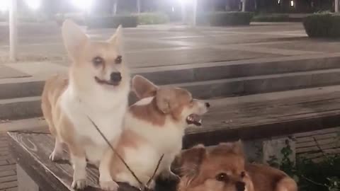 Can't stop laughing animals cats and dogs🐈😺 Cute #87💋🥺
