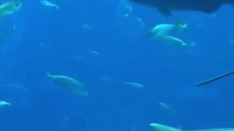 Fish in deep ocean