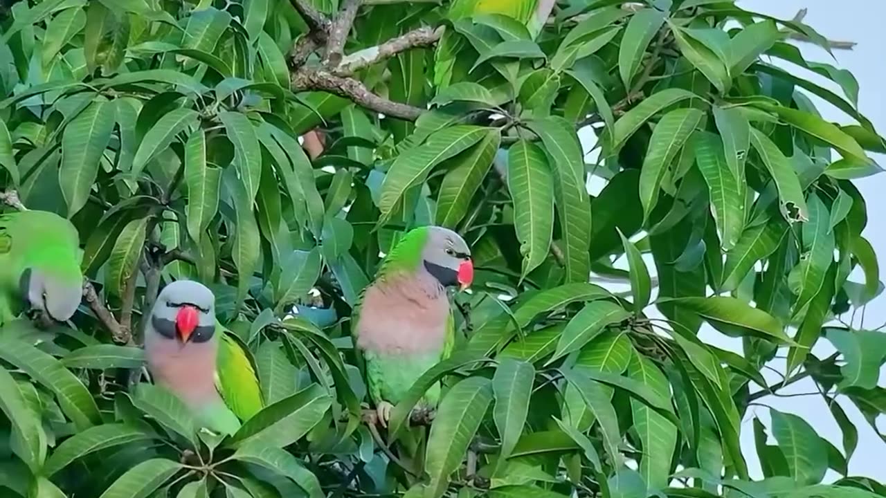 Wildlife birds.Red-breasted Parakeet (Psittacula alexandri).#birds