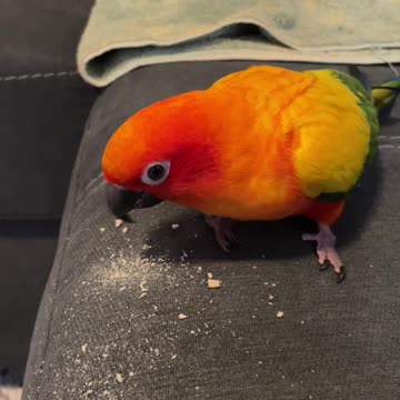 Parrot is aggressively protective over his cheerios